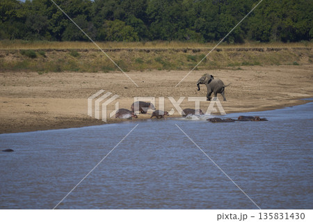 Bull Elephant disturbs a group of Hippopotamus 135831430