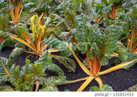Swiss chard plants with bright orange stalks growing in garden bed Swiss chard plants with bright orange stalks growing in garden bed 135831433