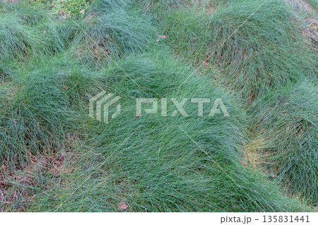 Coastal red fescue festuca rubra subsp. pruinosa in harsh maritime habitat Coastal red fescue festuca rubra subsp. pruinosa in harsh maritime habitat 135831441