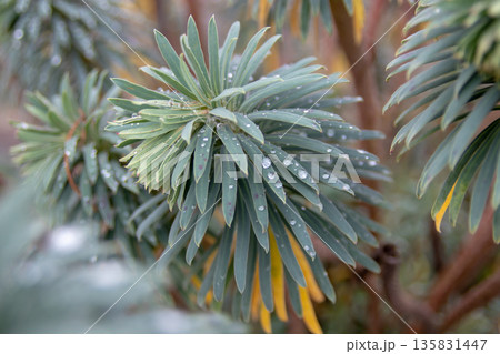 Euphorbia characias leaves with water droplets. Mediterranean spurge plant close-up 135831447