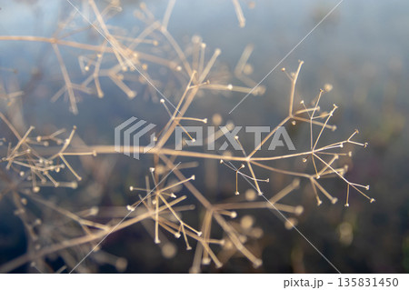 Alisma water-plantain dry stems. Winter pond natural background. Selective focus atmospheric aquatic plant photography Alisma water-plantain dry stems. Winter pond natural background. Selective focus atmospheric aquatic plant photography 135831450