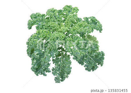 Curly kale plant with water drops isolated on white background. Brassica oleracea Curly kale plant with water drops isolated on white background. Brassica oleracea 135831455