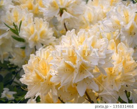 Rhododendron molle deciduous azalea yellow-cream flowers close-up 135831468