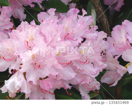Rhododendron smirnowii pink flowers close-up botanical Rhododendron smirnowii pink flowers close-up botanical 135831469