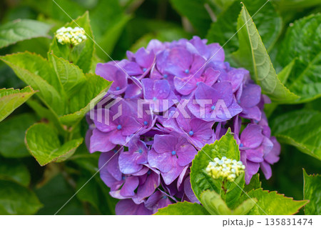 Purple hydrangea macrophylla bloom with blue centers and fresh green leaves Purple hydrangea macrophylla bloom with blue centers and fresh green leaves 135831474
