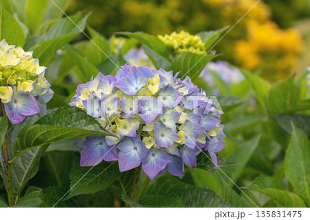 Freshly opened hydrangea bloom with blue, purple and yellow flowers Freshly opened hydrangea bloom with blue, purple and yellow flowers 135831475