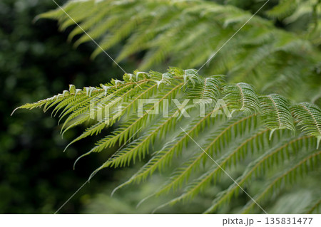 Dreamy fern fronds with soft bokeh. Ethereal botanical background Dreamy fern fronds with soft bokeh. Ethereal botanical background 135831477