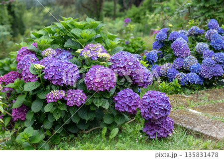 Dense hydrangea macrophylla bushes with purple and deep blue flower heads Dense hydrangea macrophylla bushes with purple and deep blue flower heads 135831478