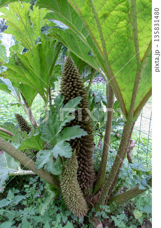Flowering gunnera tinctoria with giant cone-shaped inflorescences 135831480