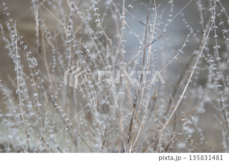 Dried ornamental stems in winter garden. Selective focus gray background Dried ornamental stems in winter garden. Selective focus gray background 135831481