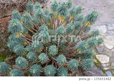 Euphorbia characias or Mediterranean spurge plant general view 135831482
