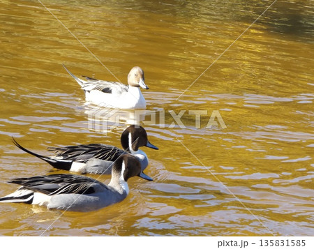 稲毛海浜公園浜ノ池の冬の渡り鳥オナガガモ 135831585