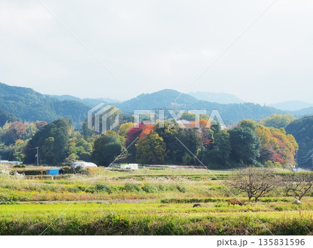 奈良県　秋の明日香村の風景　11月 135831596