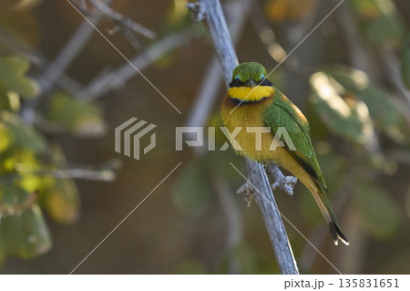 Little Bee-eater Little Bee-eater 135831651