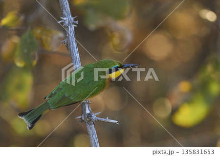 Little Bee-eater 135831653