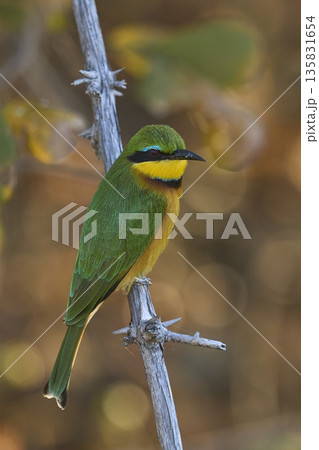 Little Bee-eater 135831654