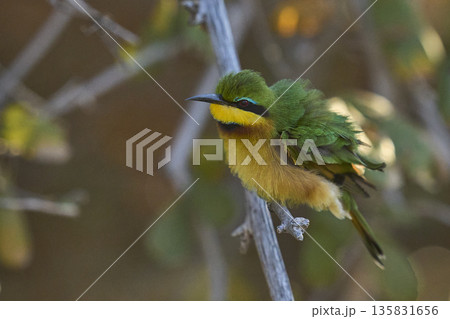 Little Bee-eater Little Bee-eater 135831656