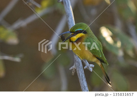 Little Bee-eater 135831657