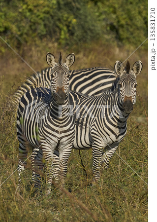 Crawshay's zebra Crawshay's zebra 135831710