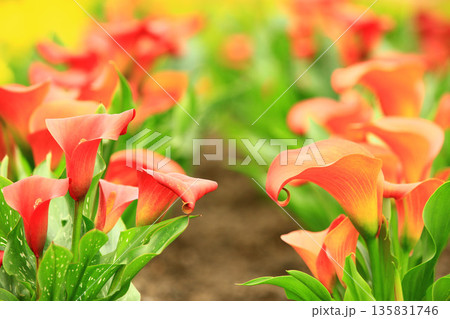 クワズイモ 海芋 かいう 135831746