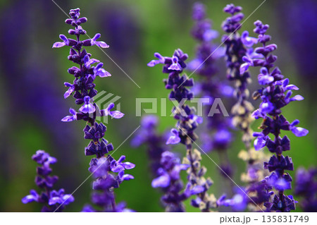 セージ アキギリ属 セイジ 135831749