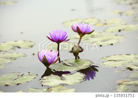 ハス スイレン 蓮 135831751