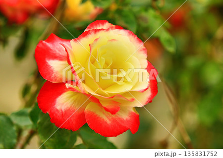 薔薇 バラ科 バラ 135831752