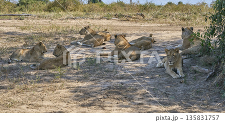 Pride of African Lion Pride of African Lion 135831757