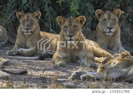 Pride of African Lion 135831760
