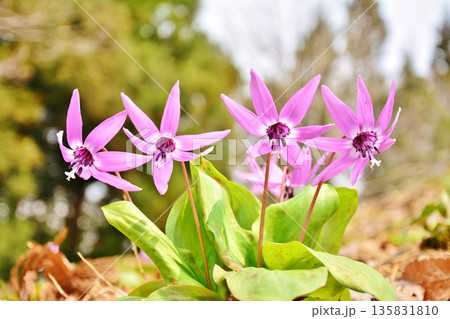 早春に咲くカタクリの花 135831810