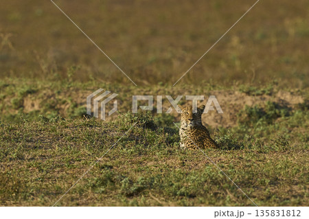 Leopard hunting baboons Leopard hunting baboons 135831812
