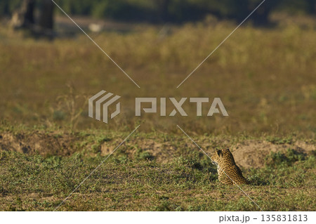 Leopard hunting baboons Leopard hunting baboons 135831813