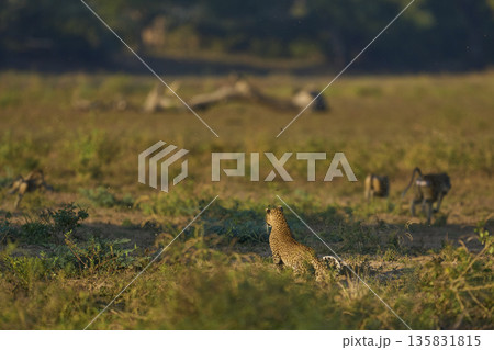 Leopard hunting baboons 135831815
