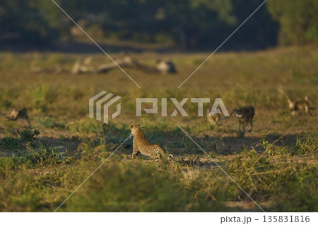 Leopard hunting baboons Leopard hunting baboons 135831816