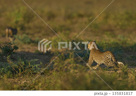 Leopard hunting baboons 135831817