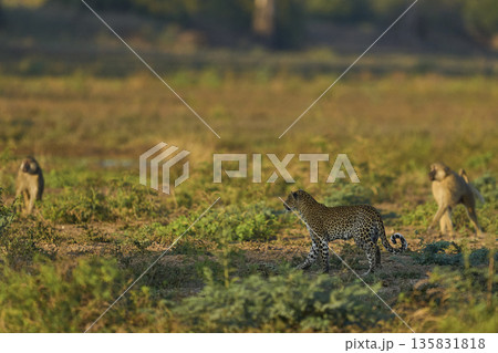 Leopard hunting baboons Leopard hunting baboons 135831818