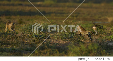 Leopard hunting baboons 135831820