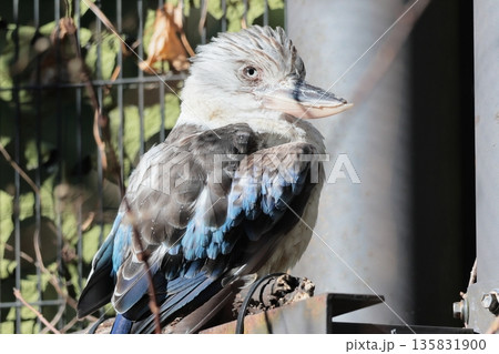 アオバネワライカワセミ アオバネワライカワセミ 135831900