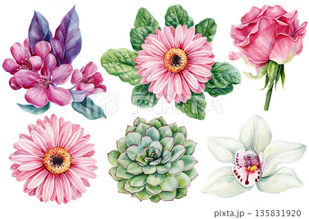 Watercolor floral set with pink gerbera daisies rose orchid succulent and spring leaves isolated on white 135831920