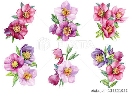 Hellebore purple blossoms watercolor floral cluster with buds and green leaves isolated on white background for winter wedding Hellebore purple blossoms watercolor floral cluster with buds and green leaves isolated on white background for winter wedding 135831921