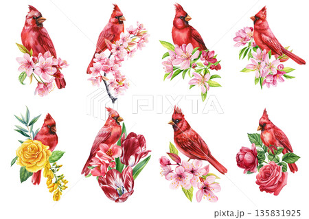 Watercolor Red Cardinal Birds with Spring Flowers Set, Floral Bird Clipart Collection Isolated on White 135831925