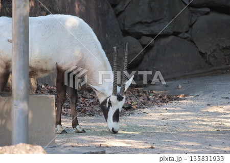 アラビアオリックス 135831933