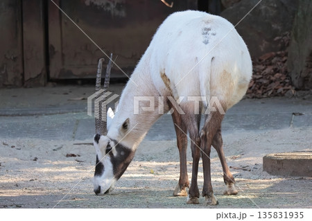 アラビアオリックス 135831935