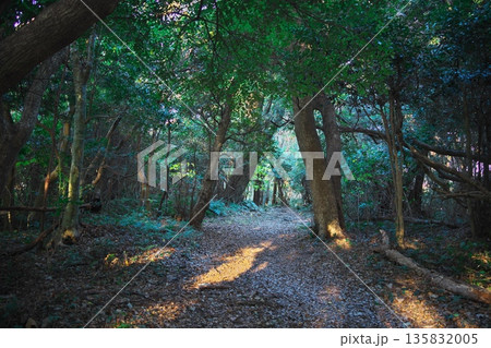 初冬の鳥羽市相差町　木漏れ日の鯨崎遊歩道 135832005