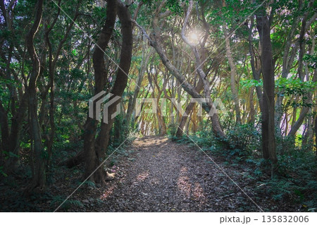 初冬の鳥羽市相差町 木漏れ日の鯨崎遊歩道 初冬の鳥羽市相差町 木漏れ日の鯨崎遊歩道 135832006