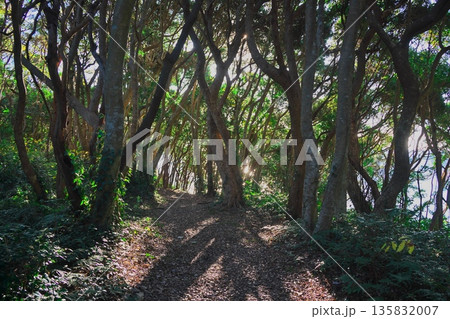 初冬の鳥羽市相差町　木漏れ日の鯨崎遊歩道 135832007