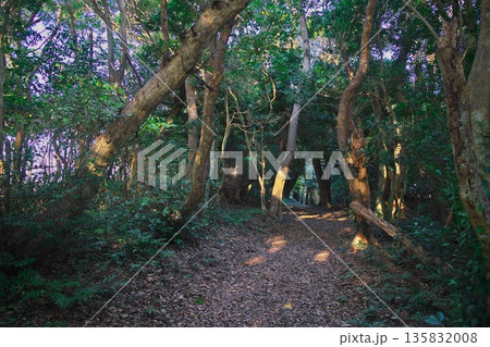 初冬の鳥羽市相差町 木漏れ日の鯨崎遊歩道 初冬の鳥羽市相差町 木漏れ日の鯨崎遊歩道 135832008
