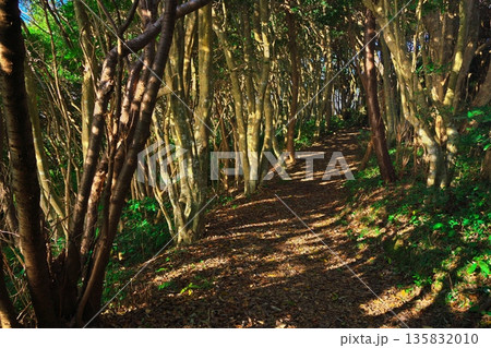 初冬の鳥羽市相差町　木漏れ日の鯨崎遊歩道 135832010