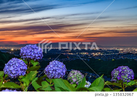 夕暮れに咲く紫陽花 135832067