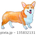 笑顔のコーギー 135832131